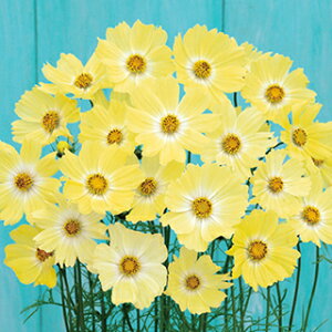 �R�X���X �� �y �C�G���[�L�����p�X �z 1dl �i �R�X���X�̎� �Ԃ̎� �j