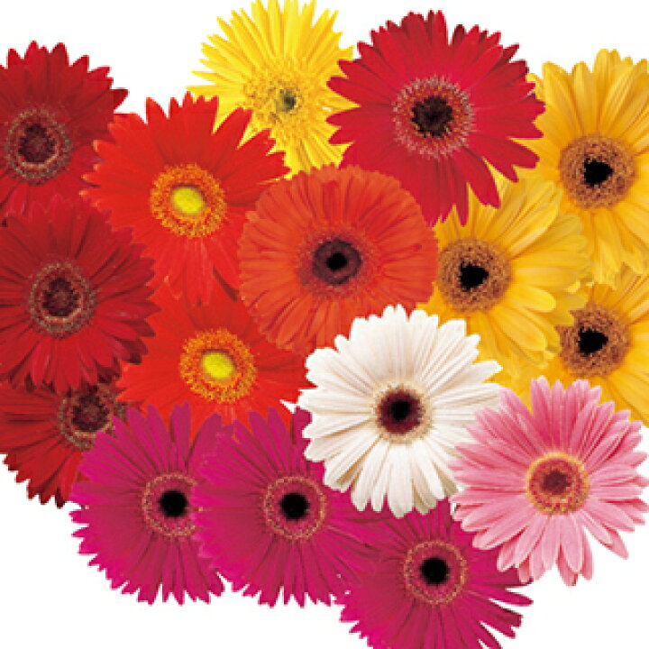 楽天市場 ガーベラ 種 フェスティバル グロワーズセレクトミックス 100粒 ガーベラの種 花の種 菜園くらぶ 家庭菜園の専門店