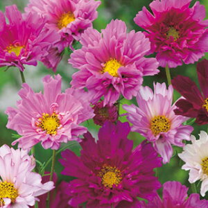 RXXiHj  y _uNbN  z  i RXXiHj̎ Ԃ̎ j