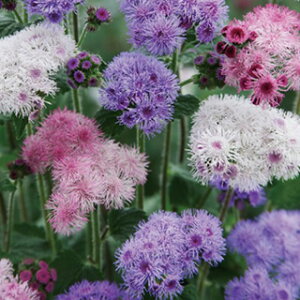 AQ^  y ^CX ~bNX z  i AQ^̎ Ԃ̎ j