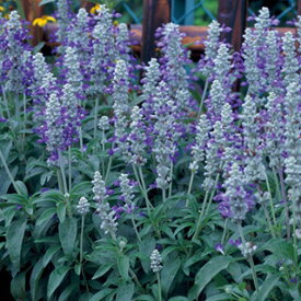 サルビア 種 【 ファリナセア ストラータ 】 小袋（約40粒） （ サルビアの種 花の種 ）