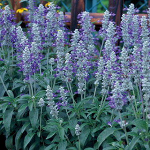 �T���r�A �� �y �t�@���i�Z�A �X�g���[�^ �z ���܁i��40���j �i �T���r�A�̎� �Ԃ̎� �j