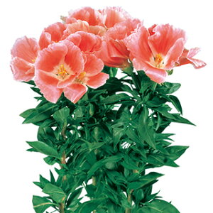 Sf`  y W[ T[ z 1ml i Sf`̎ Ԃ̎ j