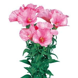 Sf`  y W[ x_[ z 1ml i Sf`̎ Ԃ̎ j