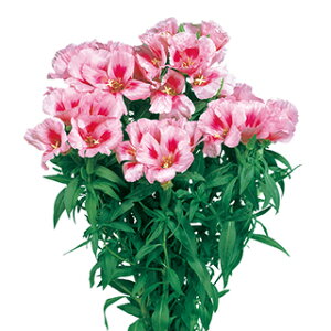 Sf`  y W[ x_[AC z 1ml i Sf`̎ Ԃ̎ j