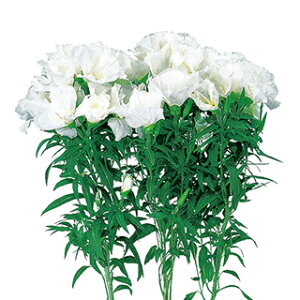 Sf`  y W[ zCg z 1ml i Sf`̎ Ԃ̎ j