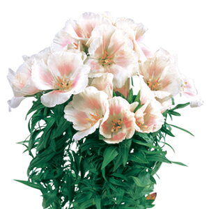 Sf`  y W[ CgT[ z 1ml i Sf`̎ Ԃ̎ j