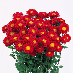 AX^[  y { NAXJ[bg z 20ml i AX^[̎ Ԃ̎ j