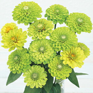 �S�����i�W�j�A�j �� �y �N�C�[�� ���C�� �z 1000�� �i �S�����i�W�j�A�j�̎� �Ԃ̎� �j