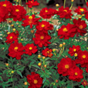 LoiRXX  y [h XJ[bg z 1dl i LoiRXX̎ Ԃ̎ j