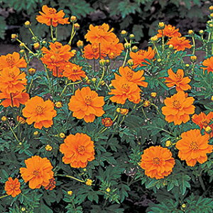 LoiRXX  y [h IW z 1dl i LoiRXX̎ Ԃ̎ j