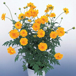 LoiRXX  y [h CG[ z 1dl i LoiRXX̎ Ԃ̎ j