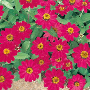 �S�����i�W�j�A�j �� �y �`�F���[ �z 1000�� �i �S�����i�W�j�A�j�̎� �Ԃ̎� �j