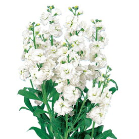 ストック 種 【 カルテット ホワイト 】 10ml （ ストックの種 花の種 ）