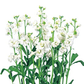 ストック 種 【 スパーク ホワイト2 】 10ml （ ストックの種 花の種 ）