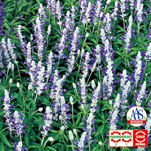 �T���r�A �� �y �t�@���i�Z�A �X�g���[�^ �z ���珬�� �i �T���r�A�̎� �Ԃ̎� �j