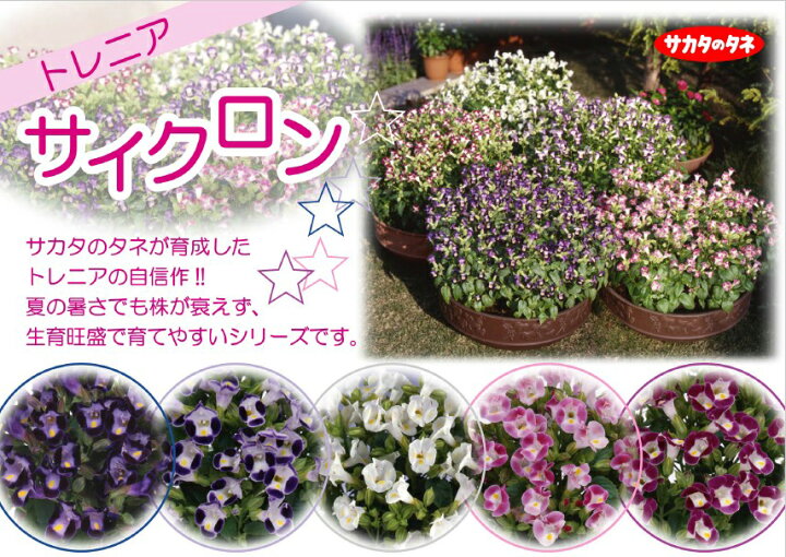 楽天市場 トレニア 種 サイクロン ローズピコティー ペレット1000粒 トレニアの種 花の種 菜園くらぶ 家庭菜園の専門店