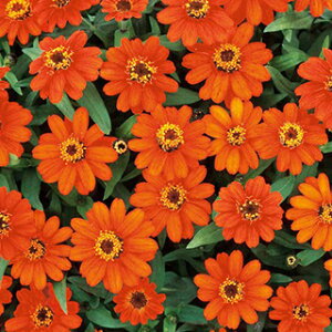 SiWjAj  y vt[W t@CA[ z 1000 i SiWjAj̎ Ԃ̎ j