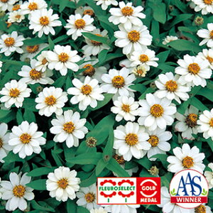 �S�����i�W�j�A�j �� �y �v���t���[�W���� �z���C�g �z 1000�� �i �S�����i�W�j�A�j�̎� �Ԃ̎� �j