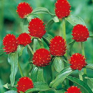 ����g �� �y �X�g���x���[ �t�B�[���h �z �N���[���V�[�h10ml �i ����g�̎� �Ԃ̎� �j