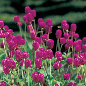 ����g �� �y ���[�Y�l�I�� �z �N���[���V�[�h10ml �i ����g�̎� �Ԃ̎� �j