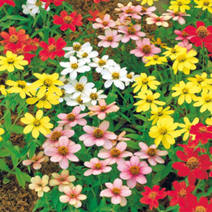 楽天市場 百日草 ジニア 種 ザハラ ミックス 小袋 百日草 ジニア の種 花の種 菜園くらぶ 家庭菜園の専門店