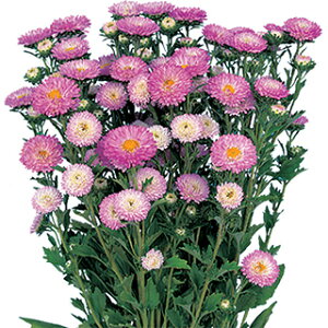 AX^[  y { x_[sN z 20ml i AX^[̎ Ԃ̎ j