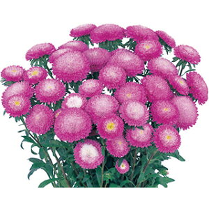 アスター 種 【 あずみ ローズピンク 】 20ml ( アスターの種 花の種 )