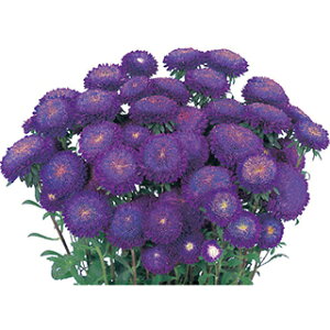 アスター 種 【 あずみ ブルー 】 20ml ( アスターの種 花の種 )