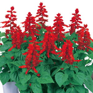 �T���r�A �� �y ���n�x ���b�h �z 1000�� �i �T���r�A�̎� �Ԃ̎� �j