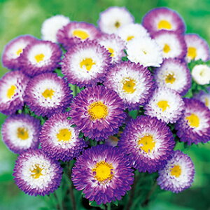 �A�X�^�[ �� �y ���{ �g�b�v�p�[�v�� �z ���珬�� �i �A�X�^�[�̎� �Ԃ̎� �j