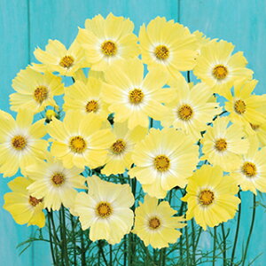 RXX  y CG[LpX z 珬 i RXX̎ Ԃ̎ j