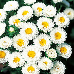 AX^[  y { zCg z 珬܁ipj i AX^[̎ Ԃ̎ j