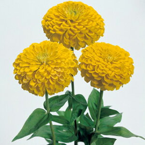 SiWjAj  y S[h T z ܁i30j i SiWjAj̎ Ԃ̎ j