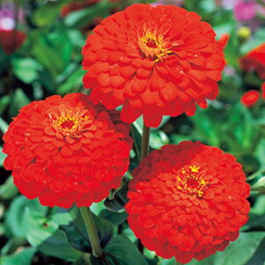 �S�����i�W�j�A�j �� �y ���b�h �T�� �z ���� �i �S�����i�W�j�A�j�̎� �Ԃ̎� �j