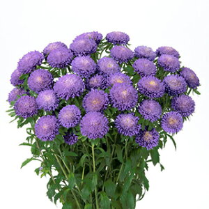 AX^[  y { Cgu[ z 20ml i AX^[̎ Ԃ̎ j