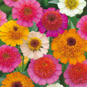 �S�����i�W�j�A�j �� �y �L�����f�B�[�~�b�N�X �z ���܁i��30���j �i �S�����i�W�j�A�j�̎� �Ԃ̎� �j