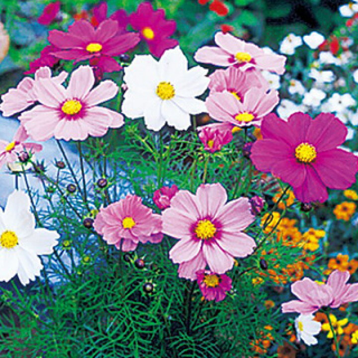 楽天市場 コスモス 秋桜 種 ソナタ プレミアムミックス 小袋 コスモス 秋桜 の種 花の種 菜園くらぶ 家庭菜園の専門店 楽天市場 コスモス 秋桜 種 ソナタ プレミアムミックス 小袋 コスモス 秋桜 の種 花の種 菜園くらぶ 家庭菜園の専門店
