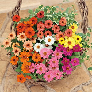 �S�����i�W�j�A�j �� �y �v���t���[�W���� �~�b�N�X �z 1000�� �i �S�����i�W�j�A�j�̎� �Ԃ̎� �j