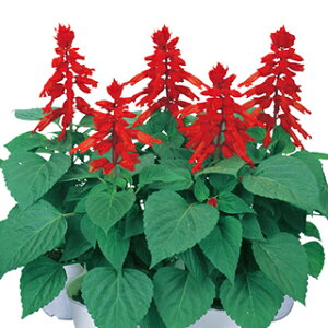 �T���r�A �� �y �r�X�^ ���b�h �z 1000�� �i �T���r�A�̎� �Ԃ̎� �j