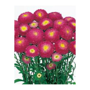 アスター 種 【 あずみ ローズピンク 】 5ml ( アスターの種 花の種 )