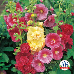 zzbN  y T}[J[jo z 珬 i zzbN̎ Ԃ̎ j