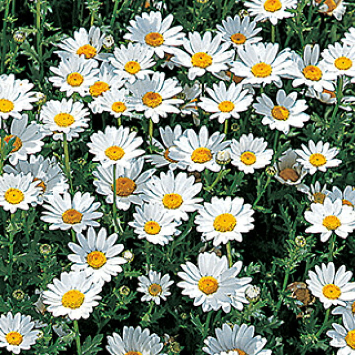 楽天市場 クリサンセマム 種 ノースポール 実咲小袋 クリサンセマムの種 花の種 菜園くらぶ 家庭菜園の専門店