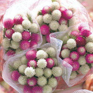 ����g �� �y �t�F�A���[�~�b�N�X �z ���� �i ����g�̎� �Ԃ̎� �j