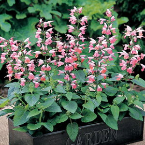 TrA  y TNvR z ܁i40j i TrA̎ Ԃ̎ j