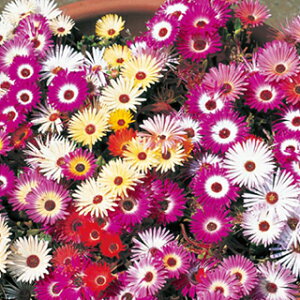 rOXgf[W[  y ~bNX z 10ml i rOXgf[W[̎ Ԃ̎ j