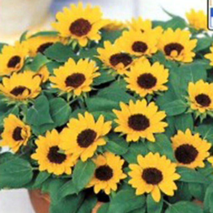 楽天市場 ひまわり 種 ミニひまわり 小夏 フィルムコート1000粒 ひまわりの種 花の種 菜園くらぶ 家庭菜園の専門店