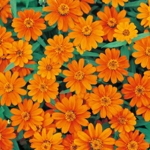 �S�����i�W�j�A�j �� �y �v���t���[�W���� �I�����W �z 1000�� �i �S�����i�W�j�A�j�̎� �Ԃ̎� �j