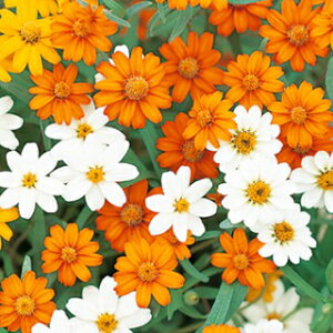 SiWjAj  y X^[uCg ~bNX z 珬 i SiWjAj̎ Ԃ̎ j