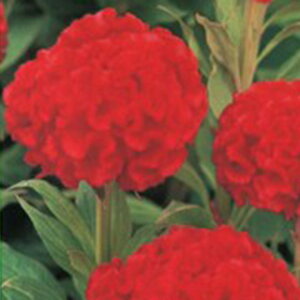 �P�C�g�E �� �y �v���Ă����Ƃ� �؂�ԗp �v���C�h �z ���珬�� �i �P�C�g�E�̎� �Ԃ̎� �j